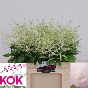 Astil Ja Washington 60cm