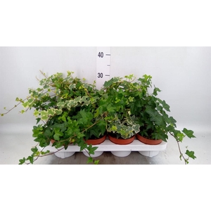 Hedera helix   ...mix 3