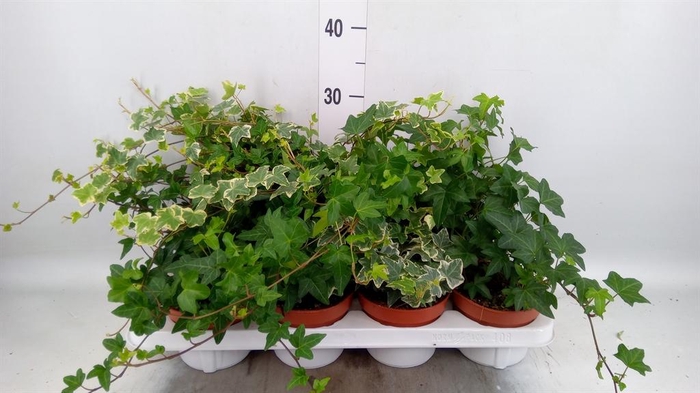 <h4>Hedera helix   ...mix 3</h4>