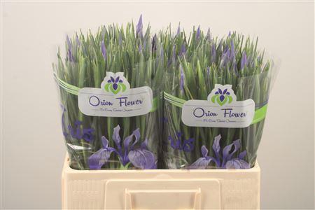 <h4>Iris Shanghai</h4>