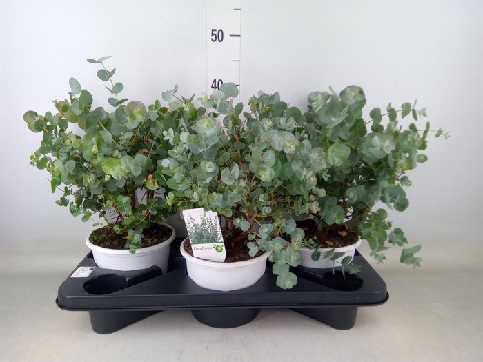<h4>Eucalyptus</h4>