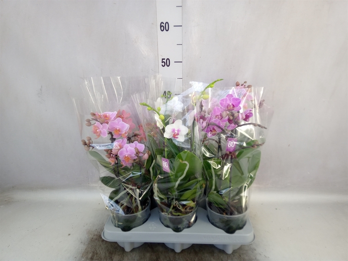 <h4>Phalaenopsis multi.   ...mix</h4>