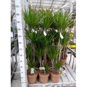 Dracaena marg.