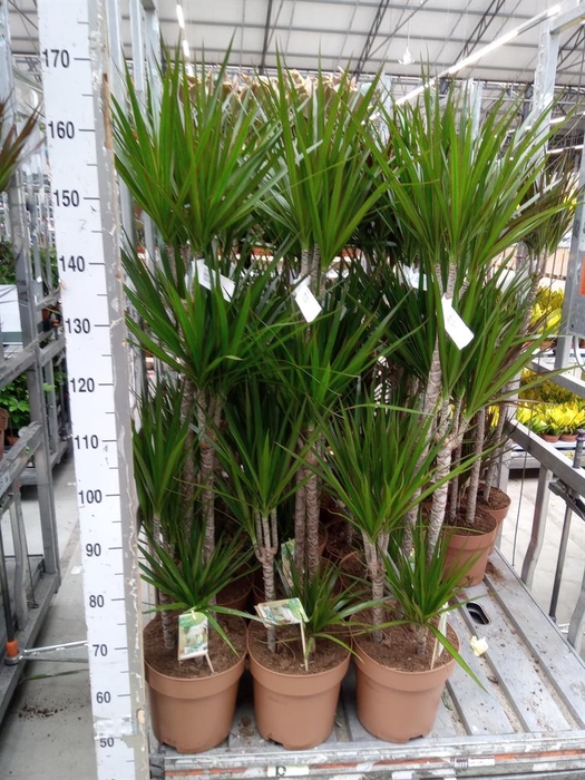 <h4>Dracaena marg.</h4>