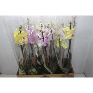 PHALAENOPSIS P12 2 HT