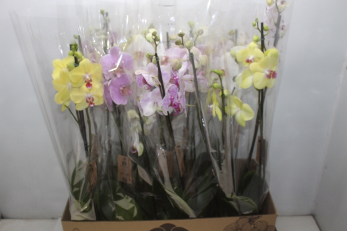 <h4>PHALAENOPSIS P12 2 HT</h4>