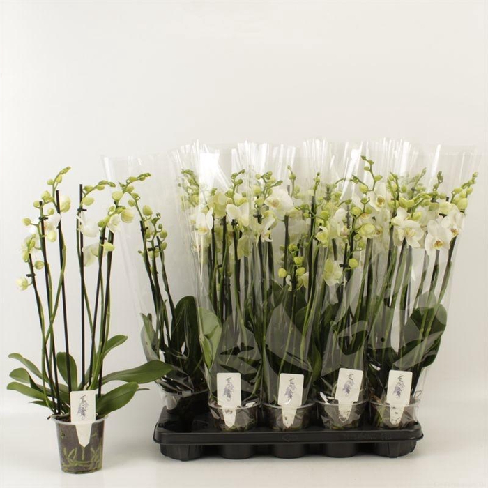 <h4>PHAL OV WIT</h4>