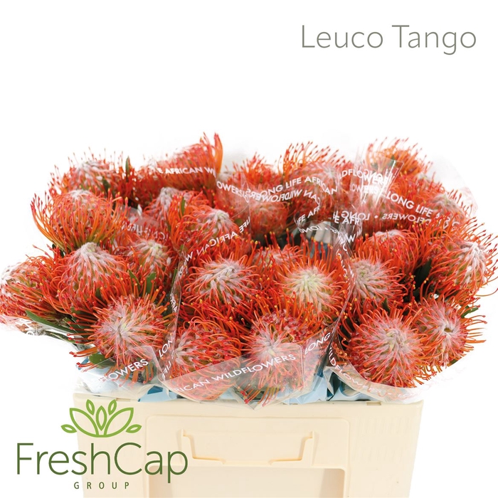 <h4>Leuco Tango</h4>