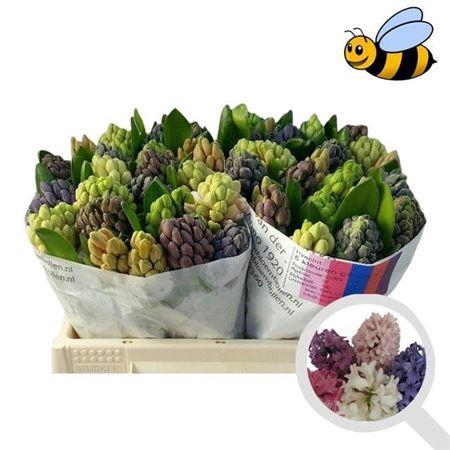 <h4>Hyac Gem 4 Kleuren</h4>