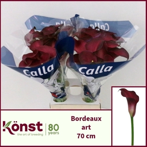 ZANT BORDEAUX ART