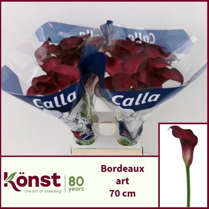 <h4>ZANT BORDEAUX ART</h4>