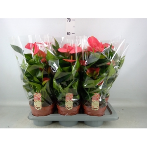 Anthurium andr. 'Melito'