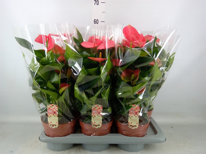 <h4>Anthurium andr. 'Melito'</h4>