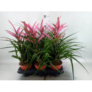 Tillandsia  'Camina'