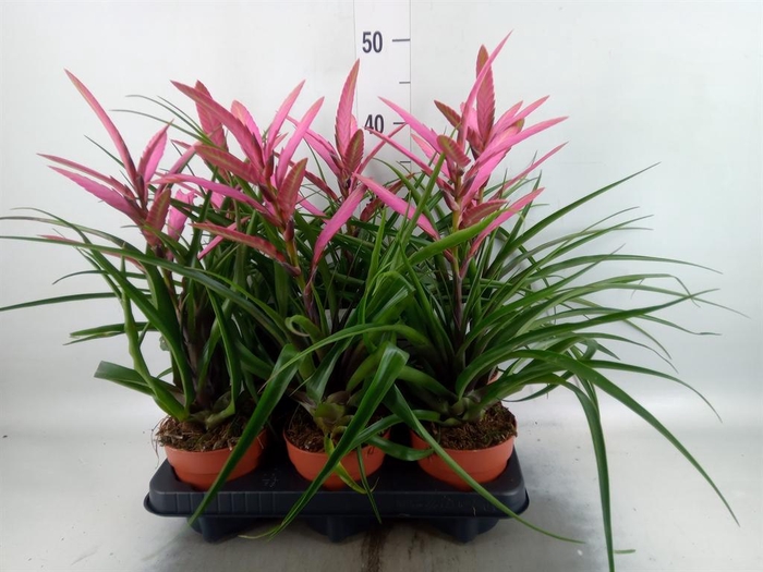 <h4>Tillandsia 'Camina'</h4>