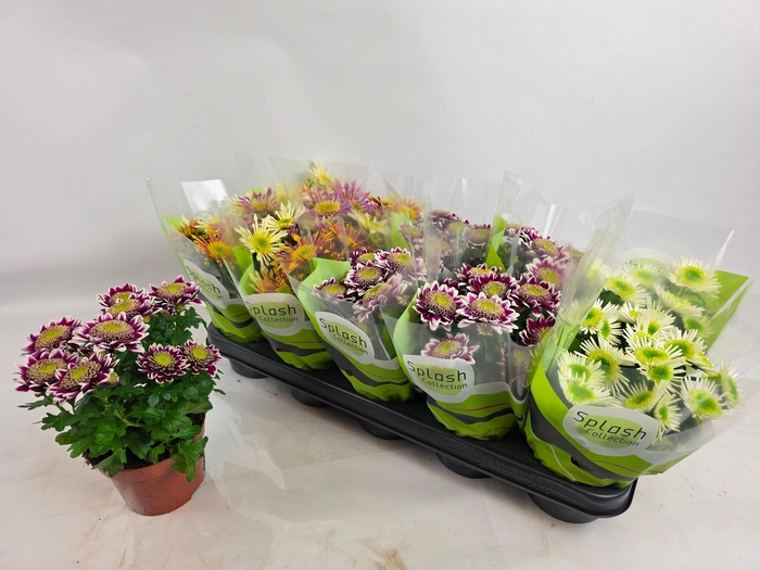 <h4>CHRYS SPLASH GEM</h4>