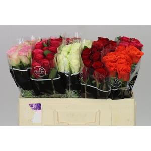 Rosa Gr Gemengd In Fust