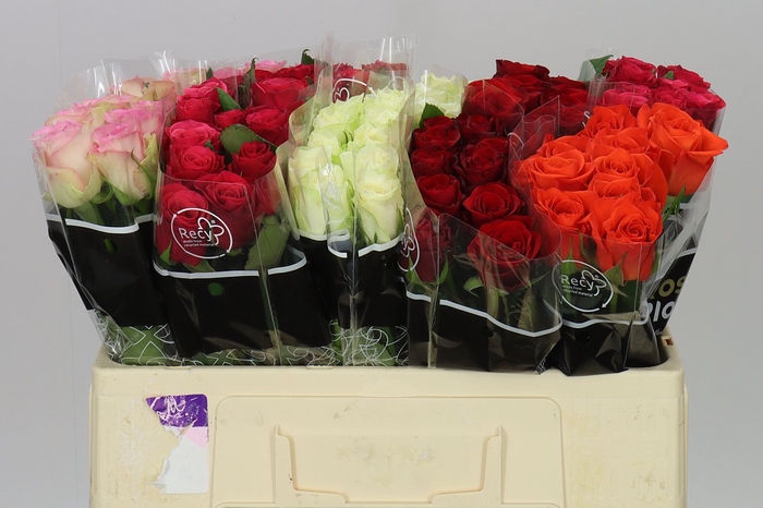 <h4>Rosa Gr Gemengd In Fust</h4>