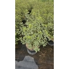 Pittosporum tenuifolium
