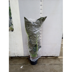 Alocasia  'Regal Shields'