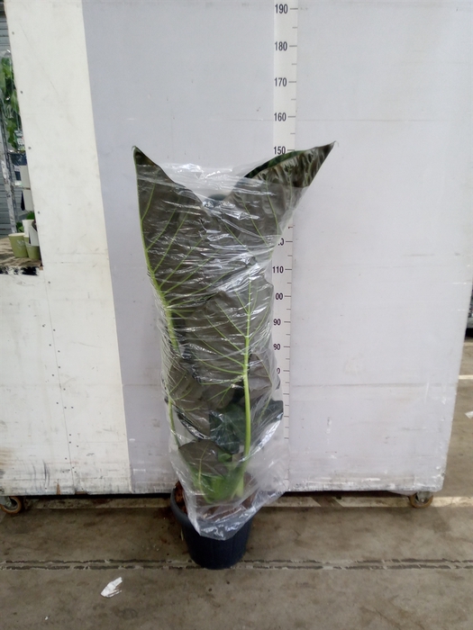 <h4>Alocasia  'Regal Shields'</h4>