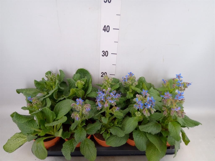 <h4>Tuinkruiden   ...</h4>