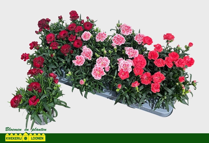 <h4>DIAN OSC GEM</h4>