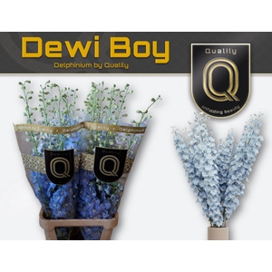 DELPH DU DEWI BOY 120CM X30