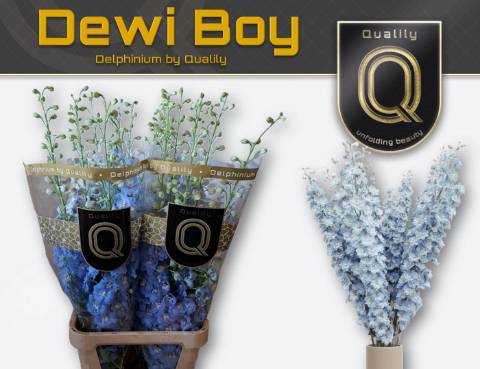 <h4>DELPH DU DEWI BOY 120CM X30</h4>