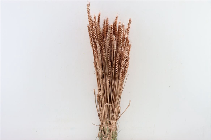 Dried Triticum Copper Bunch