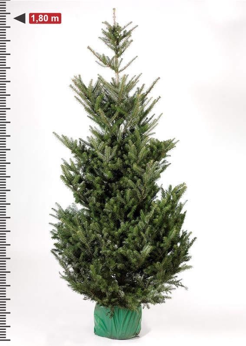 <h4>ABIES KOREANA</h4>
