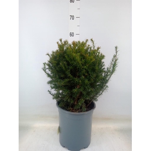 Taxus media 'Groenland'