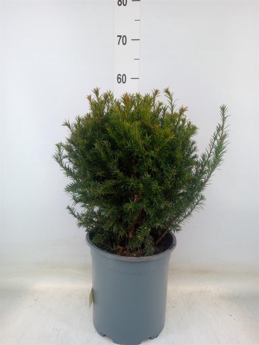<h4>Taxus media 'Groenland'</h4>