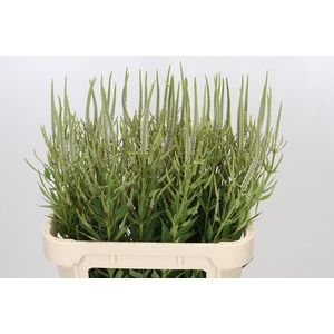 Veronicastrum virginicum 'Challenger'
