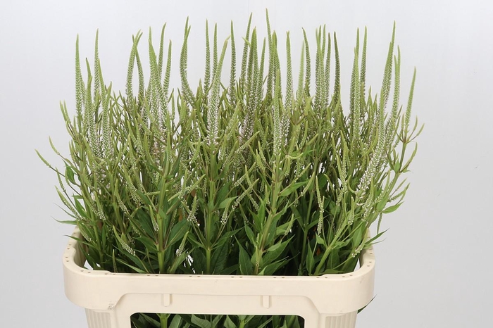 <h4>Veronicastrum virginicum 'Challenger'</h4>