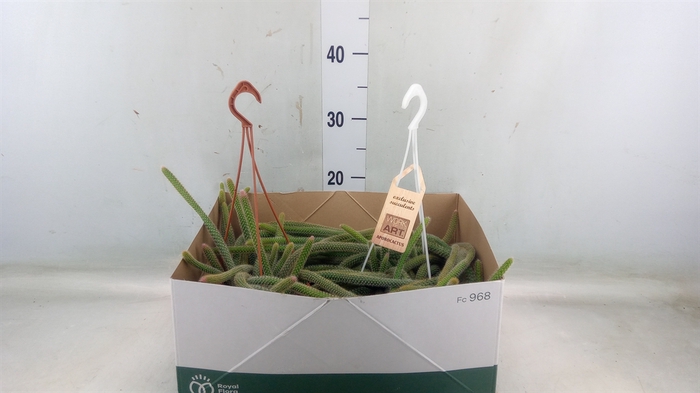 <h4>Aporocactus flagelliformis</h4>