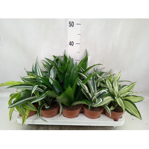 Dracaena   ...mix