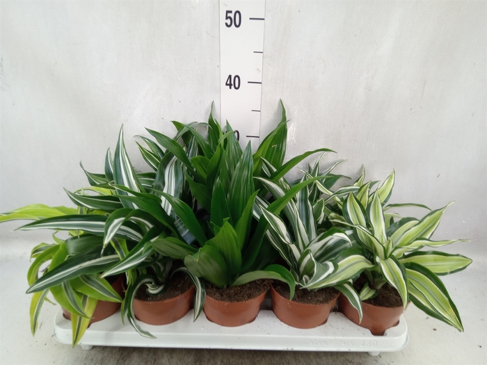 Dracaena   ...mix