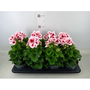 Pelargonium gran.   ..