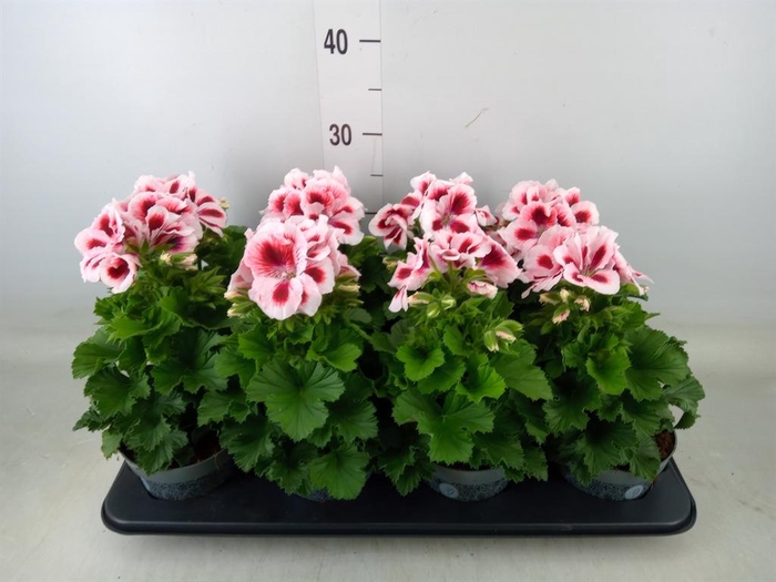 <h4>Pelargonium gran.   ..</h4>