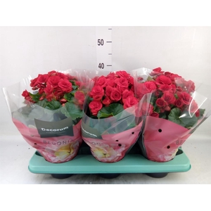 Begonia elat. DU 'Baladin'