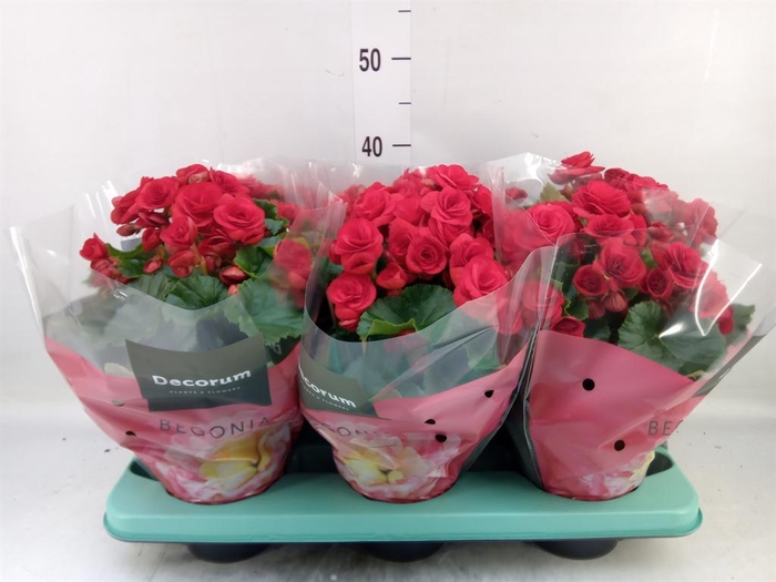 <h4>Begonia elat. DU 'Baladin'</h4>