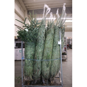 Abies Nordmanniana Gezaagd