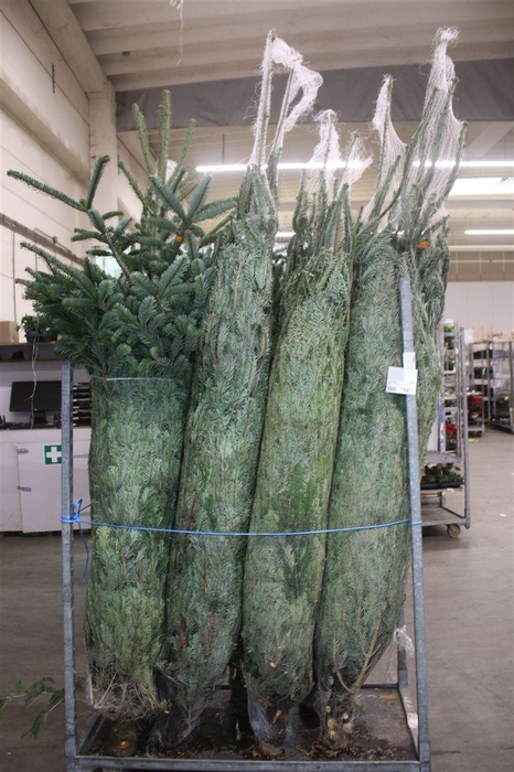 <h4>Abies Nordmanniana Gezaagd</h4>