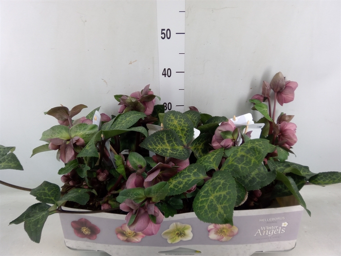 <h4>Helleborus   ...</h4>