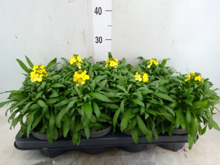 <h4>Erysimum  'Leya Lemon Glow'</h4>