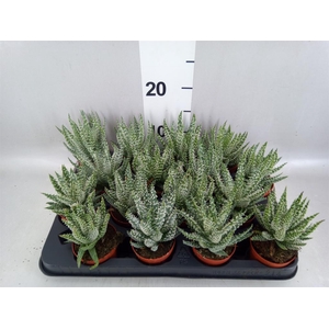 Aloe humilis