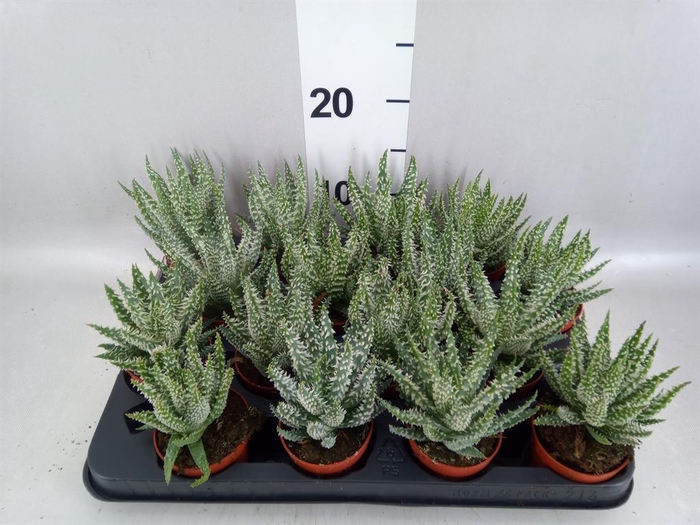 <h4>Aloe humilis</h4>
