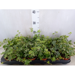 Hedera helix 'Eva'