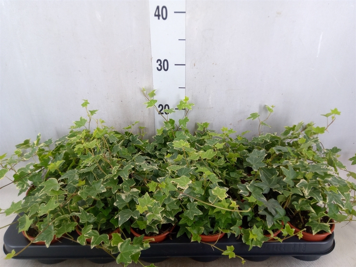 <h4>Hedera helix 'Eva'</h4>